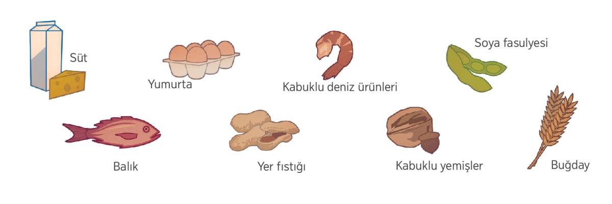 Süt, yumurta, kabuklu deniz ürünleri, soya fasulyesi, balık, yer fıstığı, kabuklu yemişler ve buğday