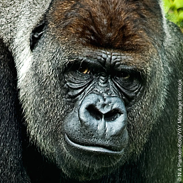 [Xifaniso lexi nga eka tluka 12]