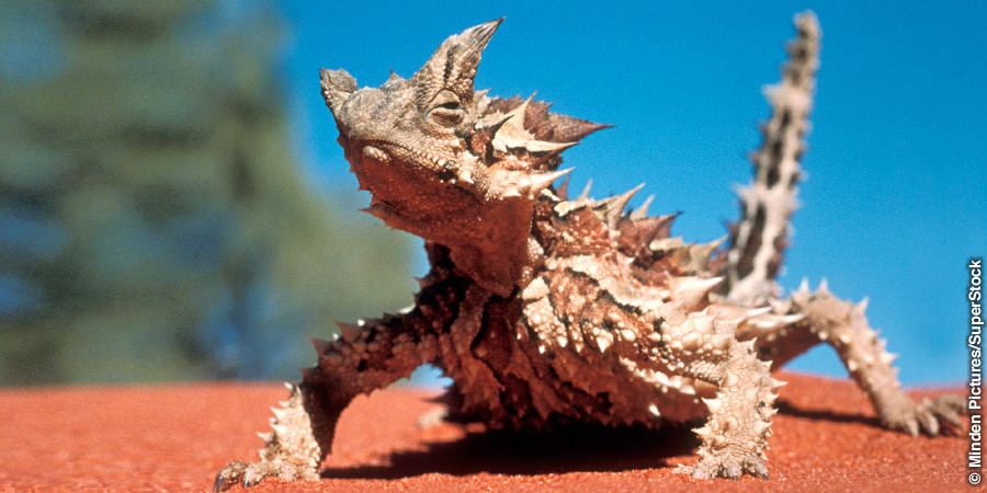 A thorny devil lizard