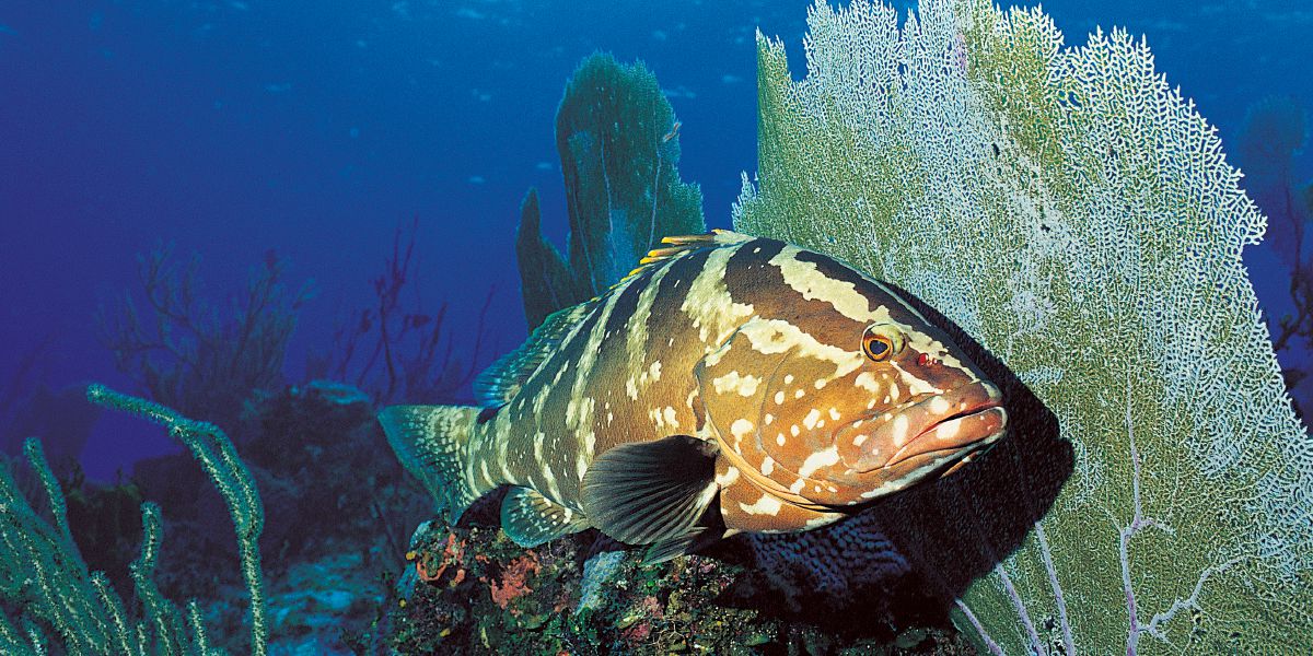 Hlampfi yi ri elwandle