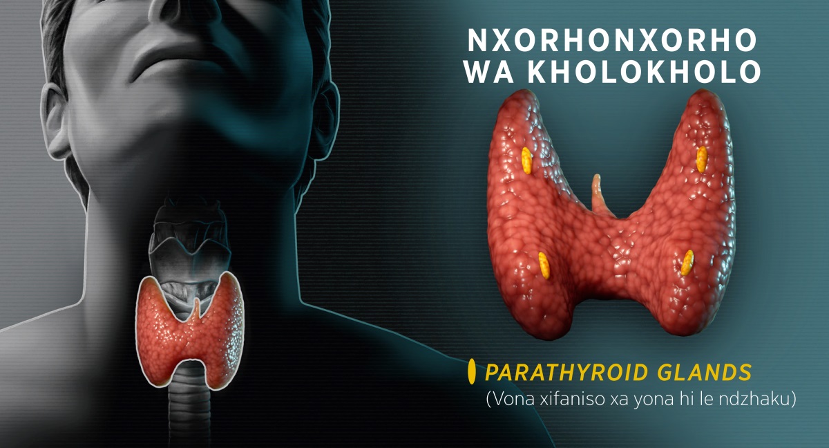 Swifaniso: Xifaniso lexi kombisaka nhlaribya ya thyroid. 1. Emahlweni ka yona ku kombisiwe laha yi kumekaka kona enkolweni. 2. Endzhaku ka nhlaribya ya thyroid ku kombisiwe nhlaribya leyi vuriwaka parathyroid.