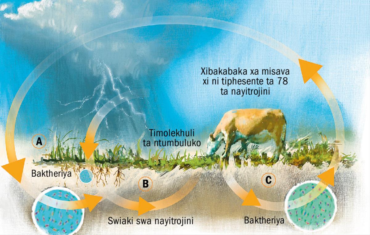 Ndzhendzheleko wa nayitrojini