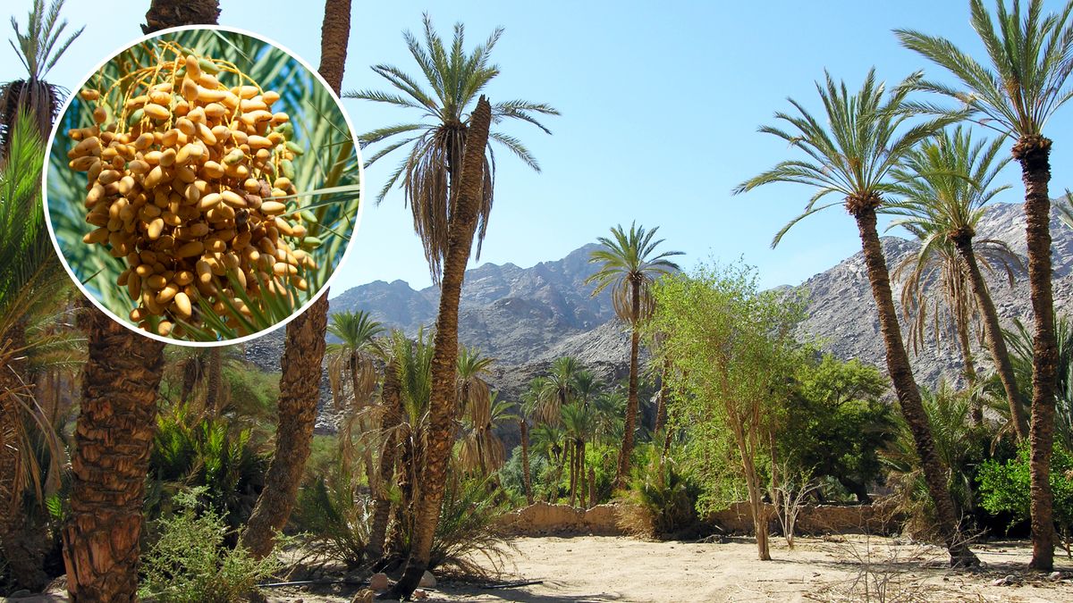 Palmereecha engaksï datili jukajka ka engaksï oasisi ma jimbo jaka. Sírkulurhu ma xarharasïndi palmera ma enga datili jukajka.