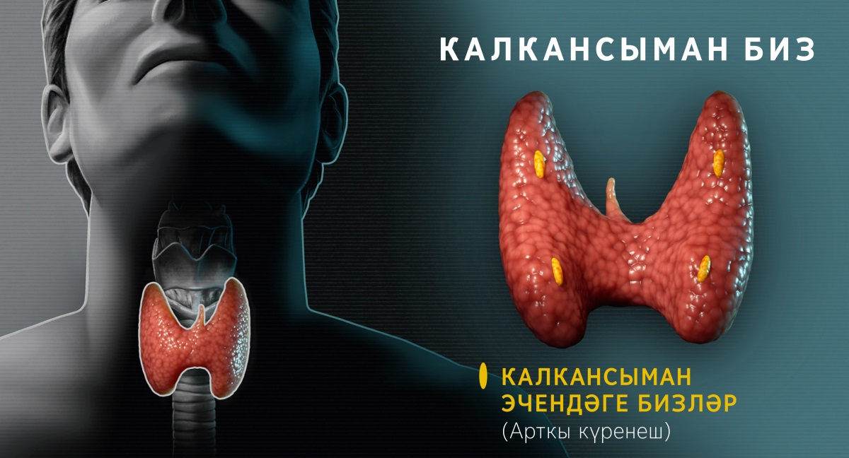 Коллаж: калкансыман биз күрсәтелгән диаграммалар. 1. Калкансыман бизнең алгы күренешендә аның муенда кайда урнашканы күрсәтелә. 2. Калкансыман бизнең арткы күренешендә калкансыман эчендәге бизләр күрсәтелә.