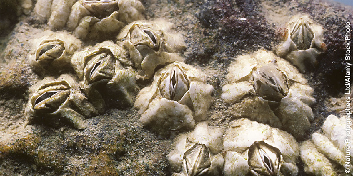 Barnacles