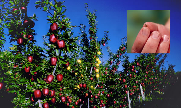 Apple anaa aprɛ afuw; asow bebree na abere kama. Obi kura apple aba.