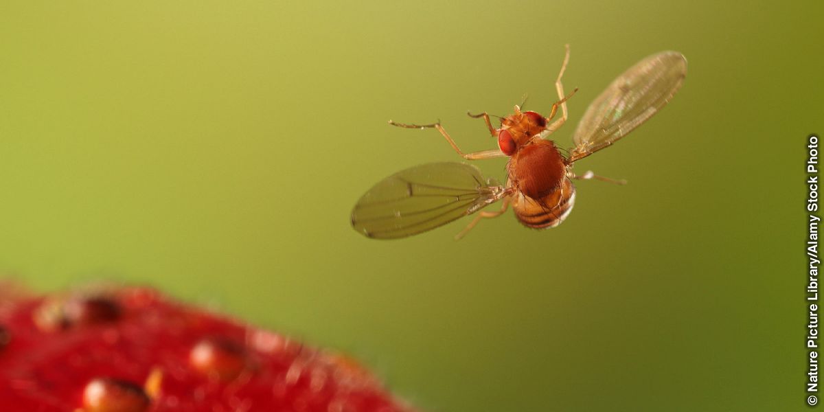 Jkot mosca del vinagre