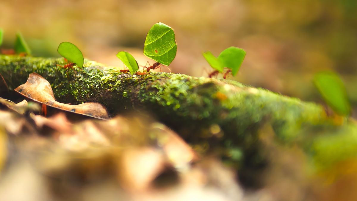 Ants wey carry pieces of leaf de waka.