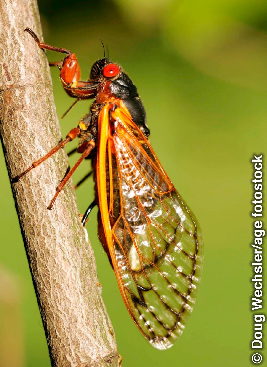 Inyenzane