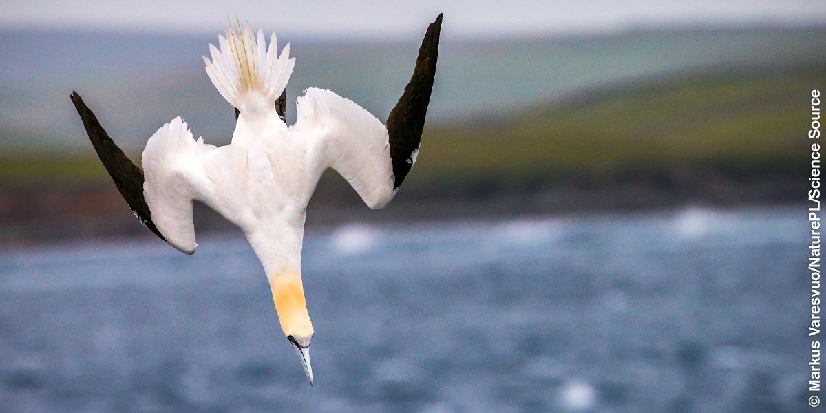 Ẹyẹ gannet kan tó ń já wọnú omi.