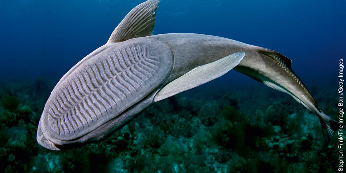 Ẹja remora kan ń lúwẹ̀ẹ́. Ohun tó máa ń jẹ́ kó lẹ̀ mọ́ nǹkan wà lẹ́yìn orí ẹ̀.