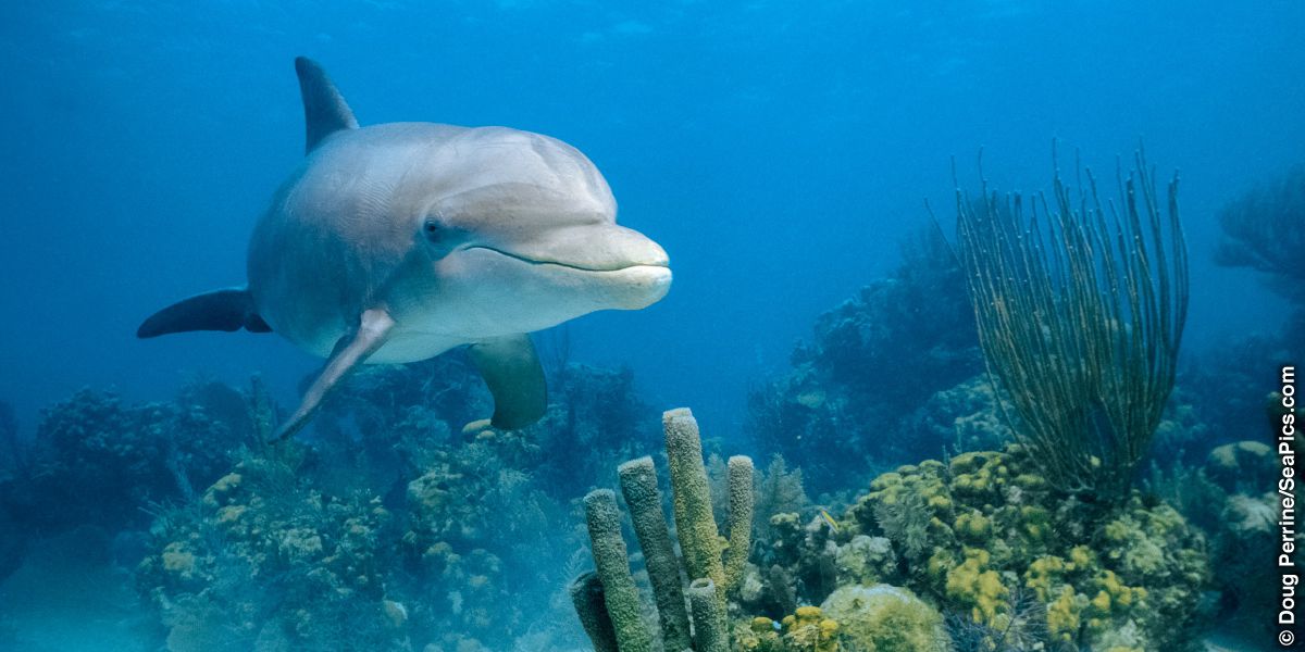Ẹja dolphin