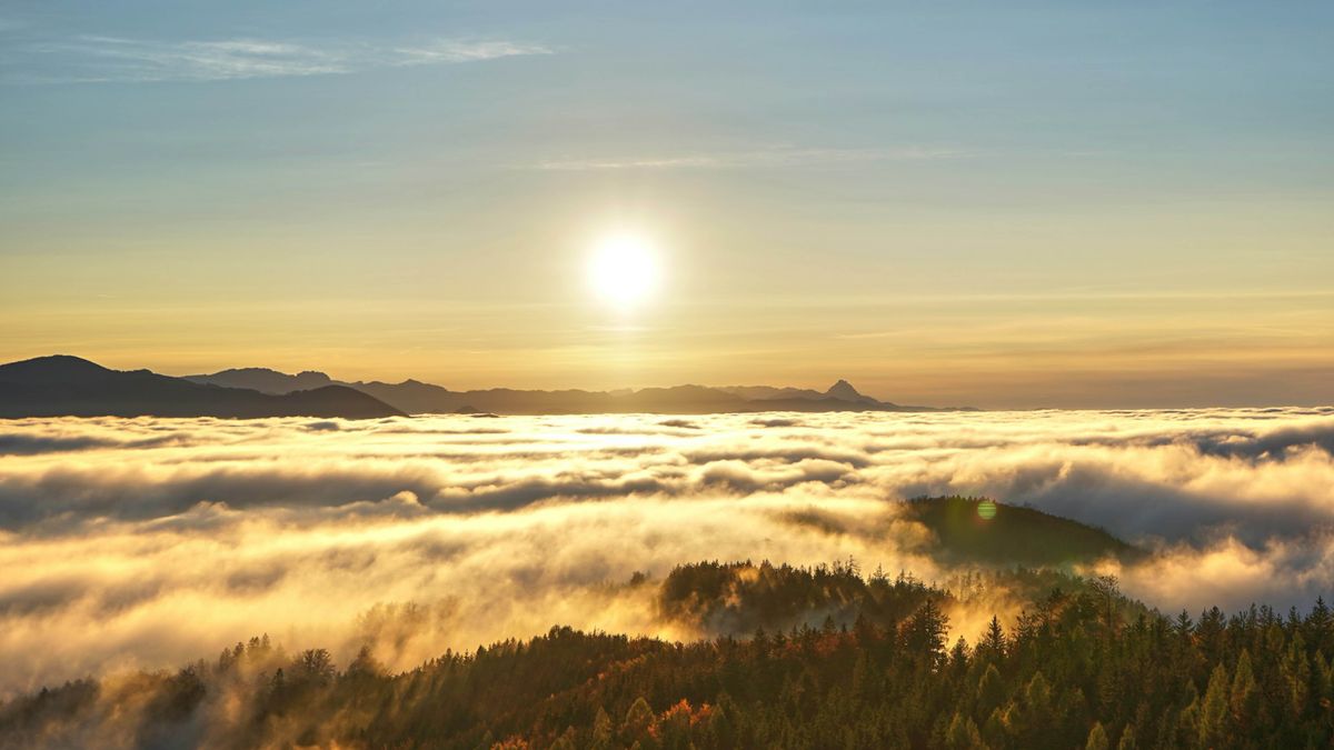 The sun shining on a forest that is covered in dense fog.