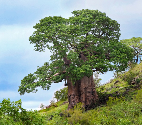 Isihlahla esibizwa nge-baobab
