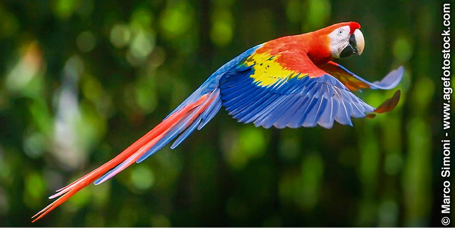 I-Scarlet macaw
