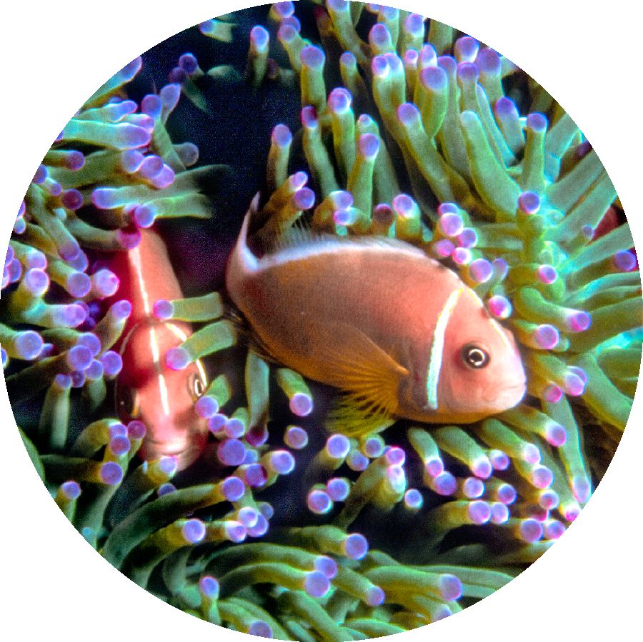 Ipink skunk clown fish