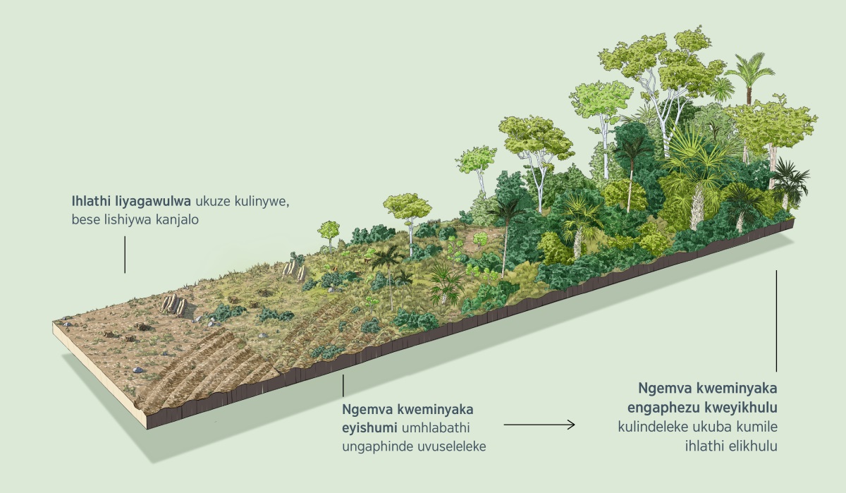 Isithombe esibonisa indawo ebinehlathi eseligawuliwe ukuze kulinywe kuyo lase lishiywa dengwane. Ngemva kweminyaka eyishumi, umhlabathi uyavuseleleka. Ngemva kweminyaka eyikhulu, kulindeleke ukuba kumile ihlathi elikhulu.
