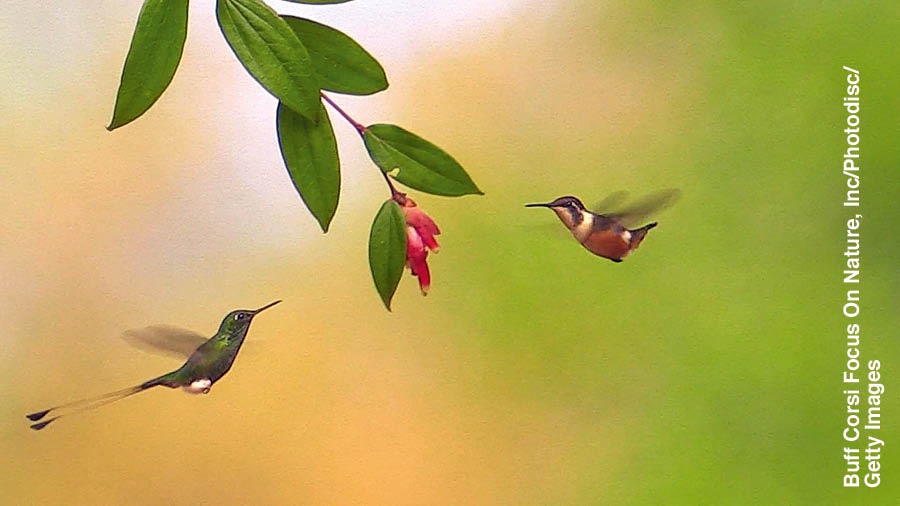 I-hummingbird ivikela indawo yayo.
