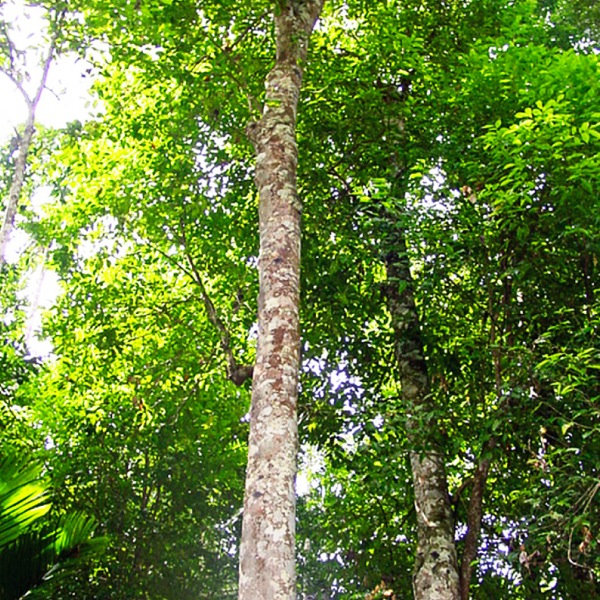 Isihlahla i-⁠Agarwood